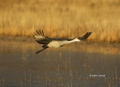 Sandhill-Crane;Crane;Grus-canadensis;One;one-animal;avifauna;bird;birds;feather;